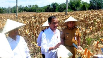 Jokowi Panen Jagung di Gorontalo saat Sidang Putusan Sengketa Pilres di MK