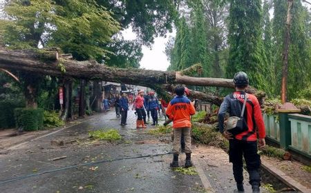 Pohon Besar Tumbang Timpa Markas Batalyon Armed 13 Sukabumi, Tidak Ada Korban Jiwa