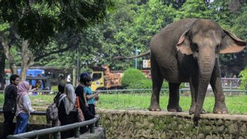 Ini yang Harus Diketahui Jika Ingin Kunjungi Ragunan Malam Hari