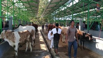 农业部准备提供献祭动物的程序H-14 Iduladha