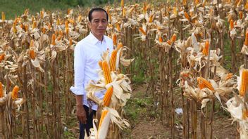 سعر الذرة يزداد حلاوة ، جوكوي يطلب من Airlangga تعزيز الإنتاج الوطني