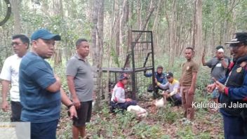 Capture Tigers Entering Kampung, Riau BBKSDA Pasang Kambing