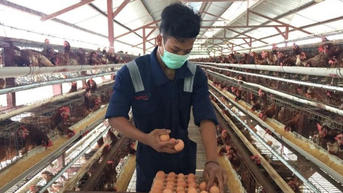 Badan Pangan Nasional Sebut Harga Telur Sedang Cari Keseimbangan