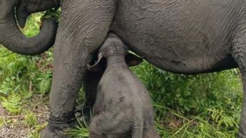 一头苏门答腊大象出生在SM巴东Sugihan Banyuasin Sumsel