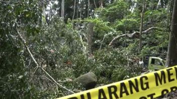 Bodies Of South Korean Tourists Who Died Hit By Falling Trees In Monkey Forest Bali Cremated