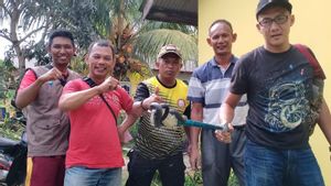Damkar Evakuasi Ular Kobra Masuk Sumur Warga Sei Lekop Bintan Timur