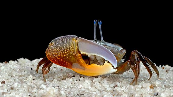 意外なことに、この小さな動物は環境からのマイクロプラスチックを効果的に減らすことが判明しました
