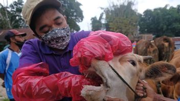 South Solok Regency Government Finds Four Cattle Infected With PMK