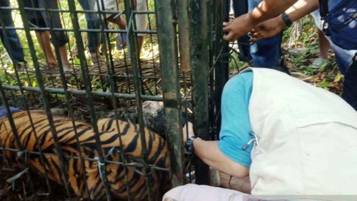 The Tiger That Entered Trap Cage In West Sumatra Is Female, Age Estimated 3-5 Years