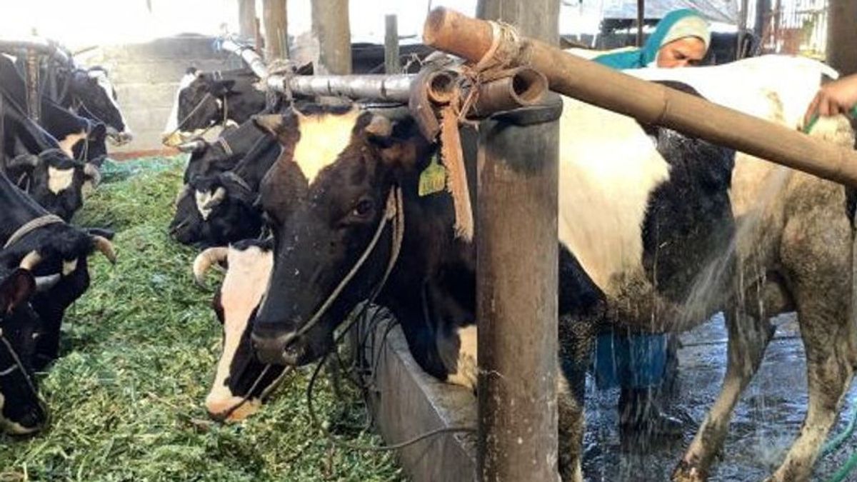 يحظر على تجار الحيوانات الأضاحي في وسط جاكرتا البيع على الأرصفة ومناطق المتنزهات