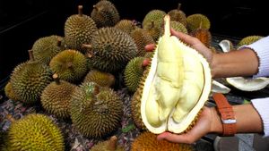 Kelezatan Durian Lokal Bersiap Tembus Pasar Global