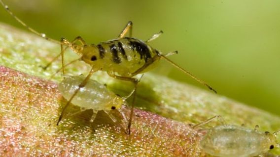 Beberapa Cara Membasmi Kutu Daun Tanpa Ribet