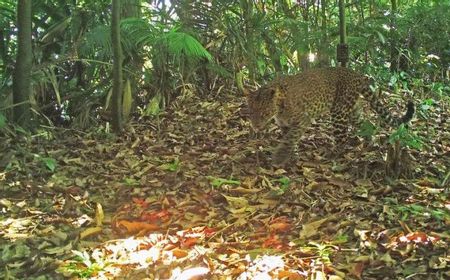 Macan Tutul Jawa Terekam Berkeliaran di Hutan Sanggabuana