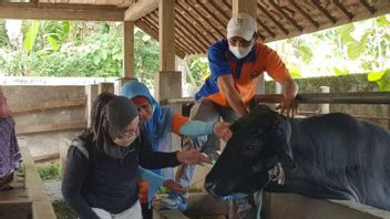 حقن 1,900 جرعة من لقاح الحمى القلاعية في الأبقار في أوكو تيمور سومسل
