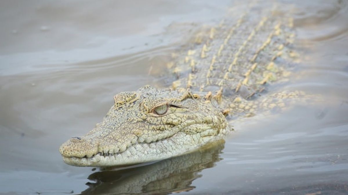 魚やナマコを探しているときにワニに襲われたアチェの漁師、BKSDA：ワニの生息地の場所、思い出させてくれる