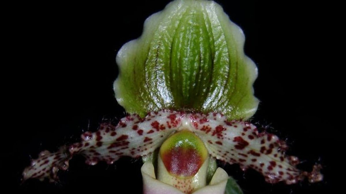 Sloped Orchid Rescue Needs Support From All Parties