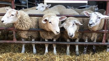 Comment supprimer les chèvres ne veulent pas manger, ignorer peut entraîner la mortalité