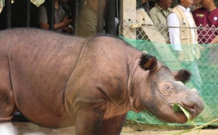 Menhut: Teknologi Reproduksi Bantu Cegah Badak Sumatera Punah