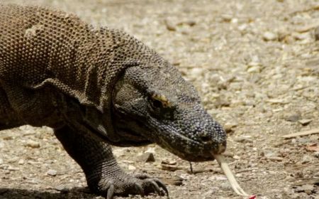 Gara-gara Tarif Naik Jadi Rp3,7 Juta, Pelaku Wisata Mogok hingga Wisatawan Batal ke Taman Nasional Komodo