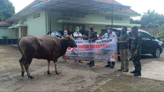 PT GEB PLTU Celukan Bawang Serahkan 7 Ekor Sapi dan 15 Ekor Kambing