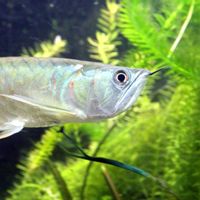 KKP Tetapkan 20 Jenis Ikan Masuk Sebagai Hewan yang Dilindungi, di Antaranya Arwana Kalimantan