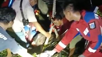 Drama Evakuasi Sapi 550 Kg di Cilandak: Terjebak di Kolam Renang, Butuh Waktu Berjam-jam!