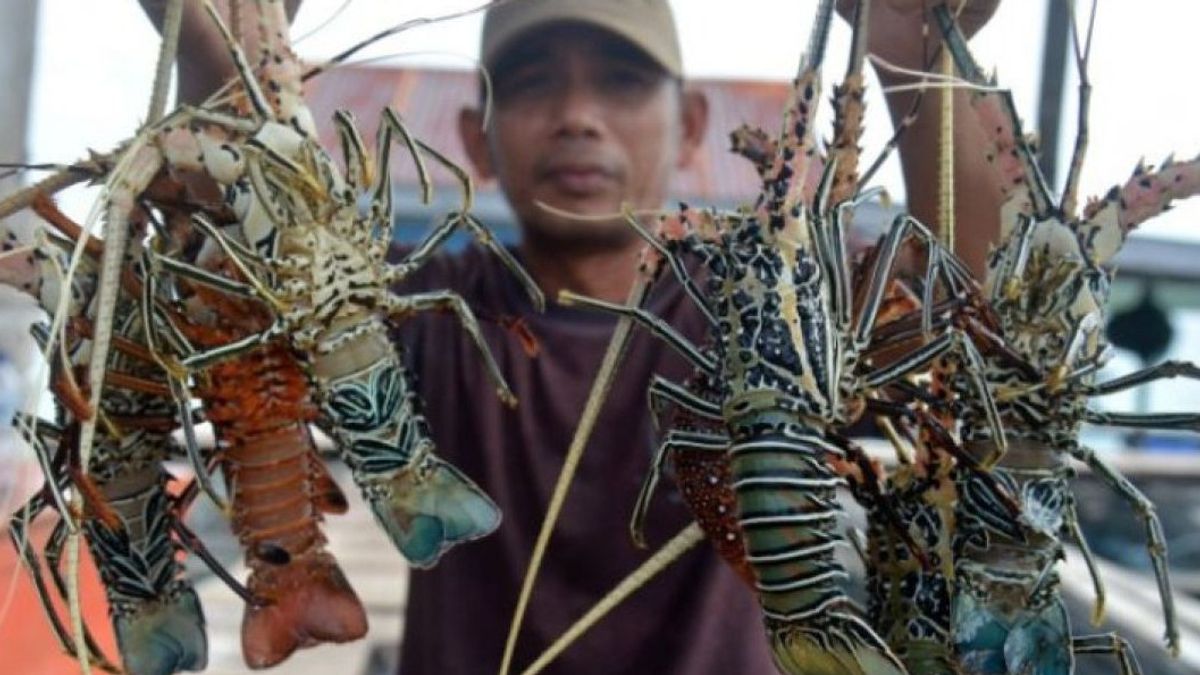 Menteri KKP Trenggono: Negara Alami Kerugian akibat Ratusan Juta Benih Lobster Diselundupkan ke Negara Lain