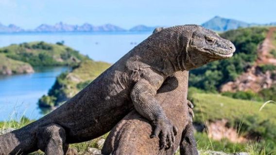 President Jokowi's Explanation Of Why Komodo Island Ticket Prices Are Expensive