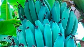 Taste Atlas's 4 Best Bananas from Southeast Asia, Including Indonesia