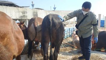 37 Doctors Prepared To Monitor The Health Of Sacrificial Animals In The Thousand Islands