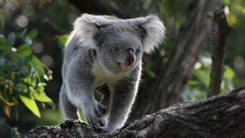 澳大利亚将考拉列入濒危物种名单