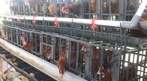 Lokasi yang Sesuai Untuk Budidaya Ayam Petelur Agar Sehat dan Tetap Produktif