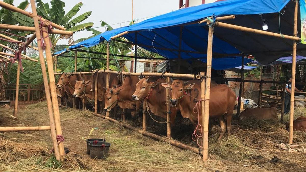 The Story Of A Sacrificial Cow Trader In Jakut, Income Slightly Increases Compared To Last Year