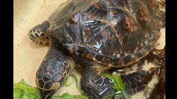 8只海龟被困在垃圾中，然后被困在巴厘岛的巴东海滩地区，一只死亡