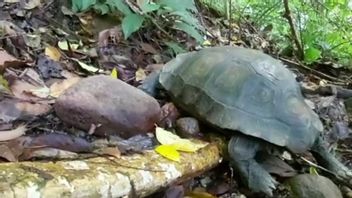 A Rare Elephant-footed Turtle Released By The Agam KSDA To The Maninjau Nature Reserve