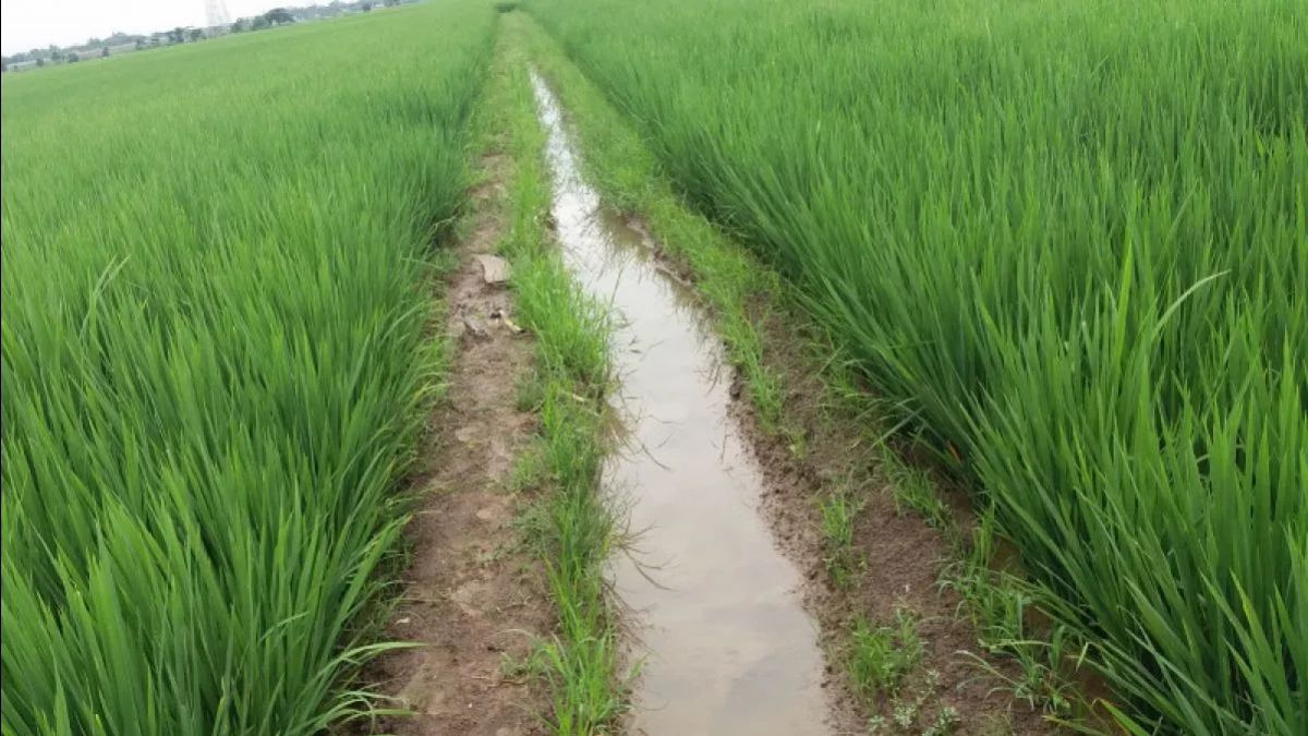 554 Ribu Ha Sawah Hilang, Anggota DPR Ingatkan Kepala Daerah: Jangan Main Mata dengan Pengusaha