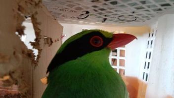 Karantina Lampung Gagalkan Penyelundupan 668 Burung Tak Berdokumen