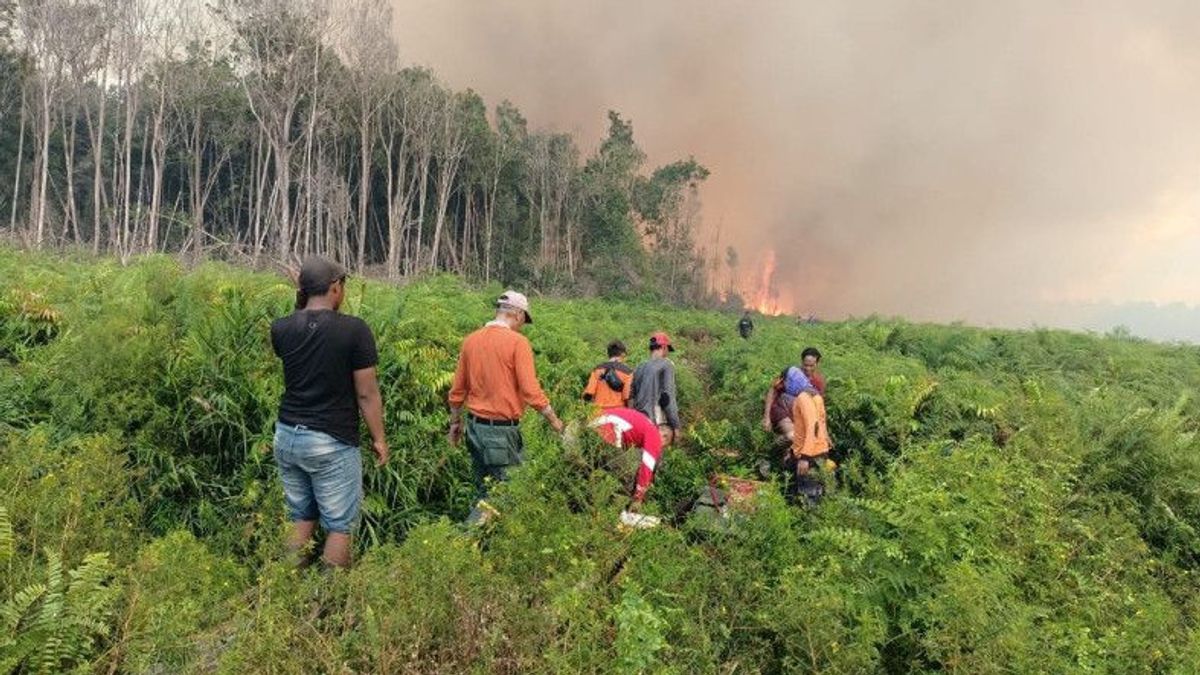 Petugas Berjibaku Padamkan Kebakaran Lahan Sawit yang Meluas di Pessel Sumbar