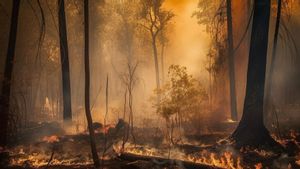 Petak 29-2 Gunung Sumbing Masih Terbakar, BPBD: Lagi Musim Kemarau Semua Kering Jangan Main Api