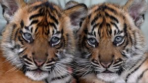 Bobby Nasution Sebut Medan Zoo Telah Gagal Membiakkan Harimau