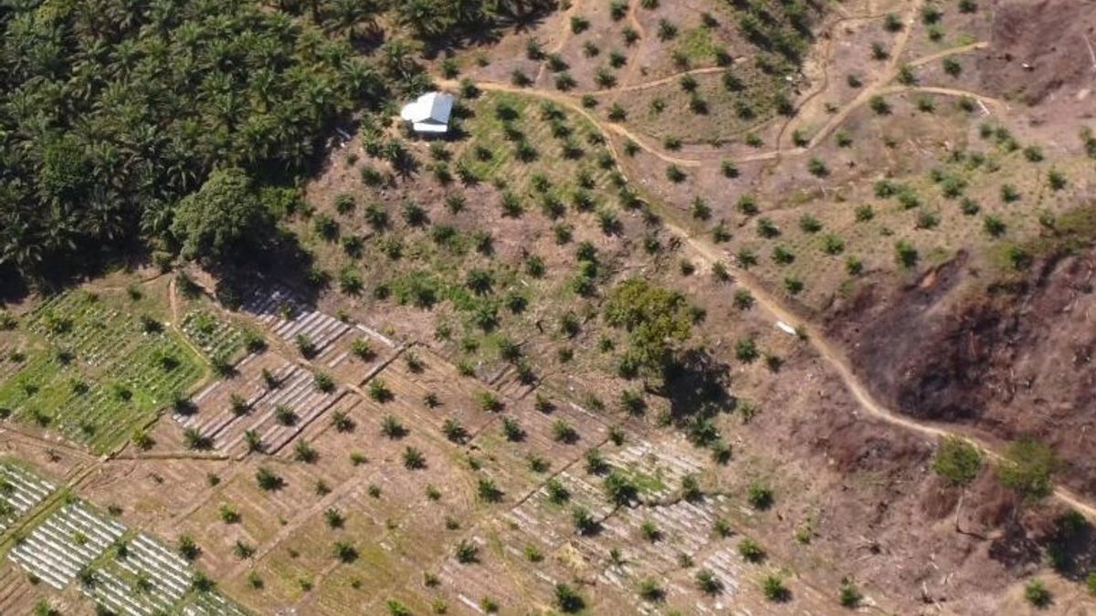 工业部揭露了印尼棕油公司不敢生产生物柴油的原因