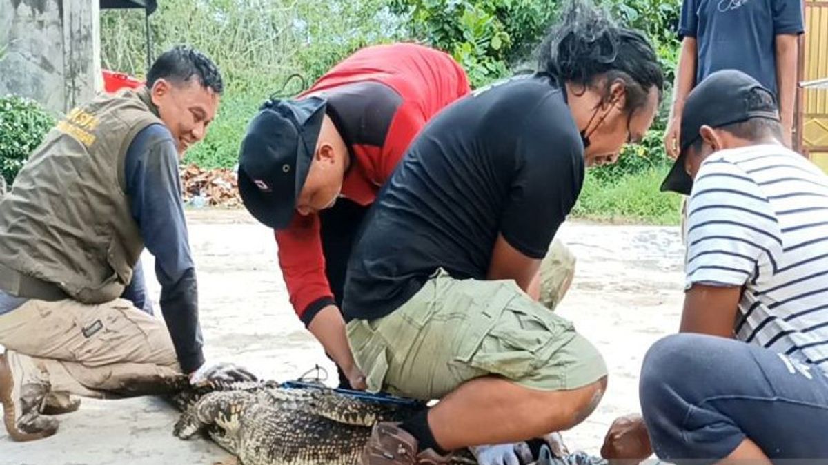 BKSDA Evakuasi 2 Buaya Peliharaan Warga di Sampit, Pemiliknya Sempat Nangis Saat Dilepasliarkan