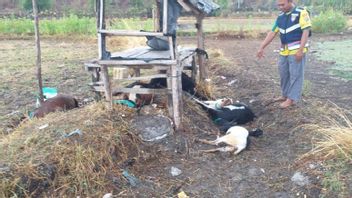 Bima Residents Struck By Lightning, 8 Shepherd Goats Died