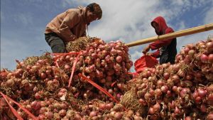 Harga Bawang Merah Melonjak, Capai Rp80.000 per Kg di Jakarta Barat