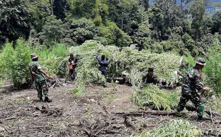 Bermula dari Informasi Babinsa, Kodim 0113 Musnahkan 10 Ribu Batang Ganja di Gayo Lues