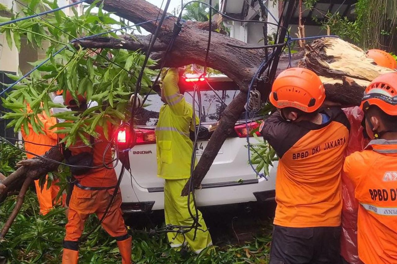 Jakarta Is Raining This Afternoon, 8 Trees Fall To Overtake Cars