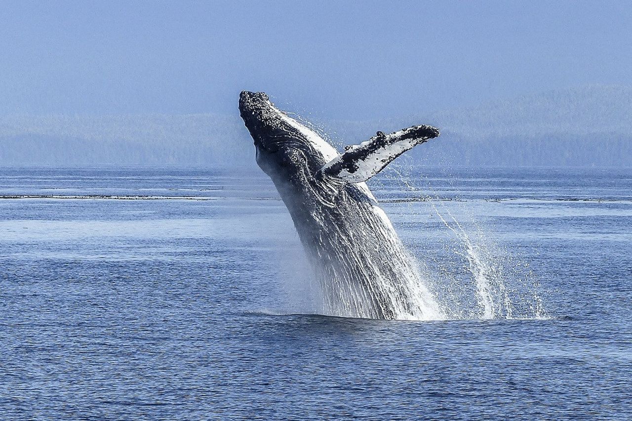 石油 ガス探査は地中海クジラとイルカの保全を脅かす