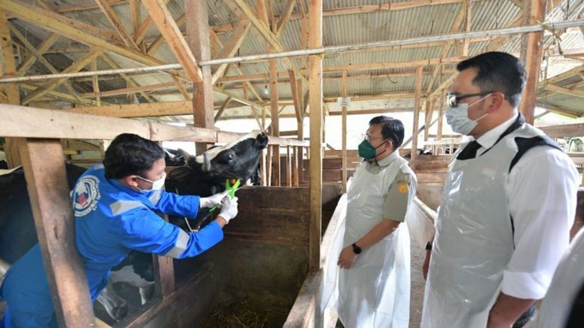 في عام 2023 ، ستعمل جاوة الغربية على تسريع تعافي أعداد الماشية المتضررة من أمراض الفم والأظافر