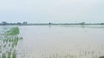 321億ルピアに達し、洪水による北アチェ農業部門の損失は依然として増加する可能性がある