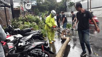 Strong Wind Strikes Kediri To Fallen Trees, A Number Of Vehicles Are Damaged